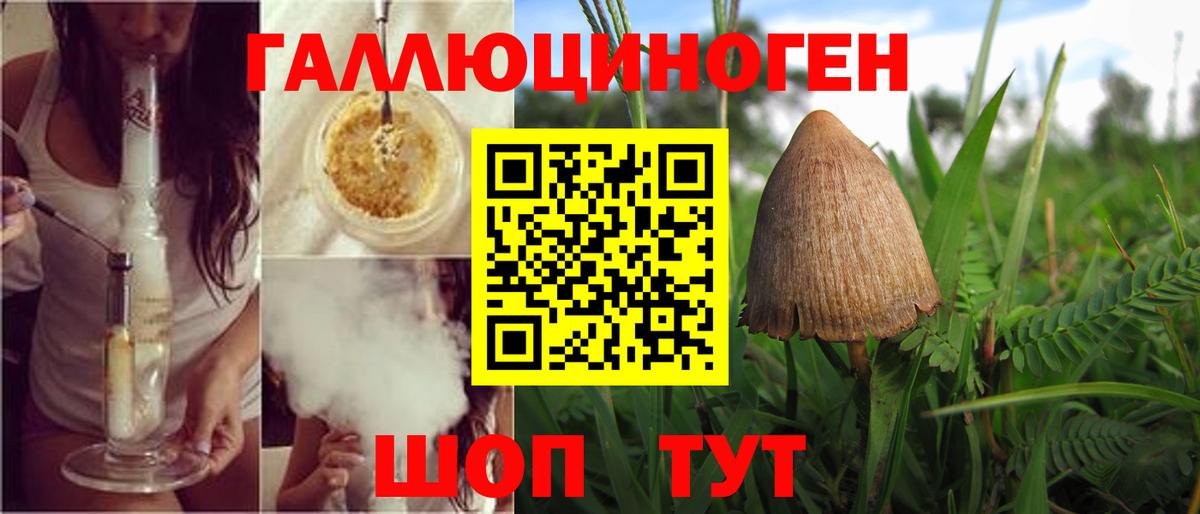 Галлюциногенные грибы Psilocybine cubensis Североморск